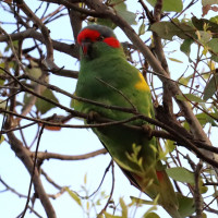 Musk Lorikeet